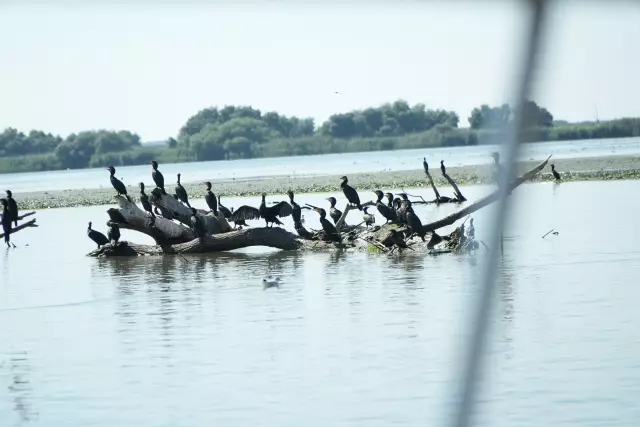 Tabăra Delta Dunării, ziua 4, fotografia 32