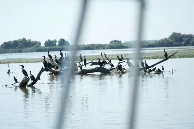 Tabăra Delta Dunării, ziua 4, fotografia 33