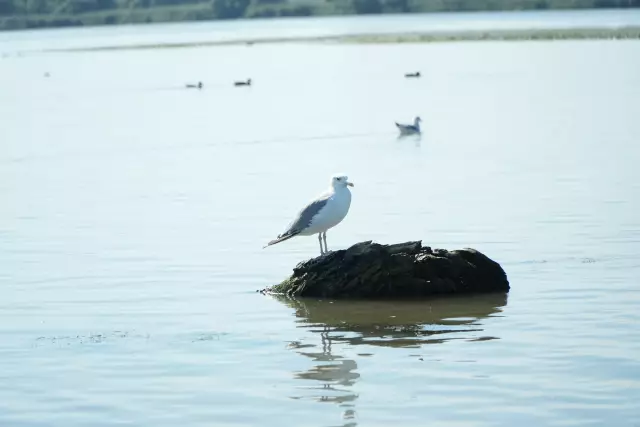 Tabăra Delta Dunării, ziua 4, fotografia 34