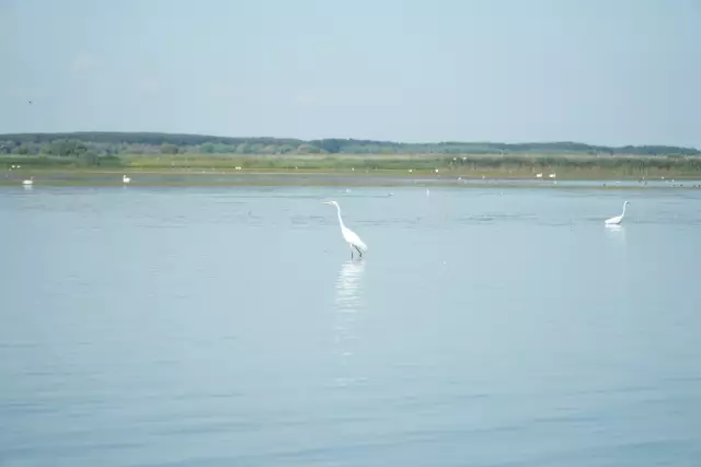 Tabăra Delta Dunării, ziua 4, fotografia 35