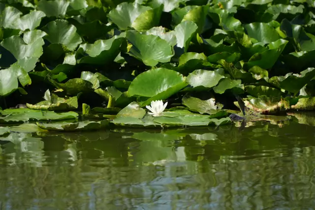 Tabăra Delta Dunării, ziua 4, fotografia 40