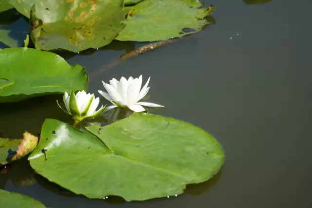 Tabăra Delta Dunării, ziua 4, fotografia 41