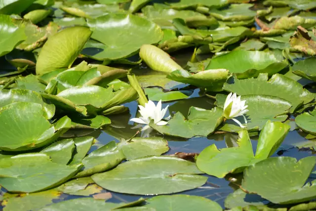 Tabăra Delta Dunării, ziua 4, fotografia 52