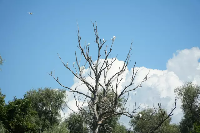 Tabăra Delta Dunării, ziua 4, fotografia 62