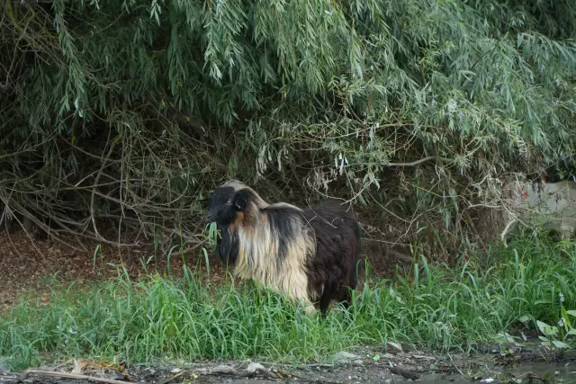 Tabăra Delta Dunării, ziua 4, fotografia 99